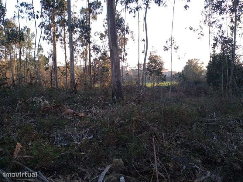 Vendo Terreno em AGRELA - Grande imagem: 4/6