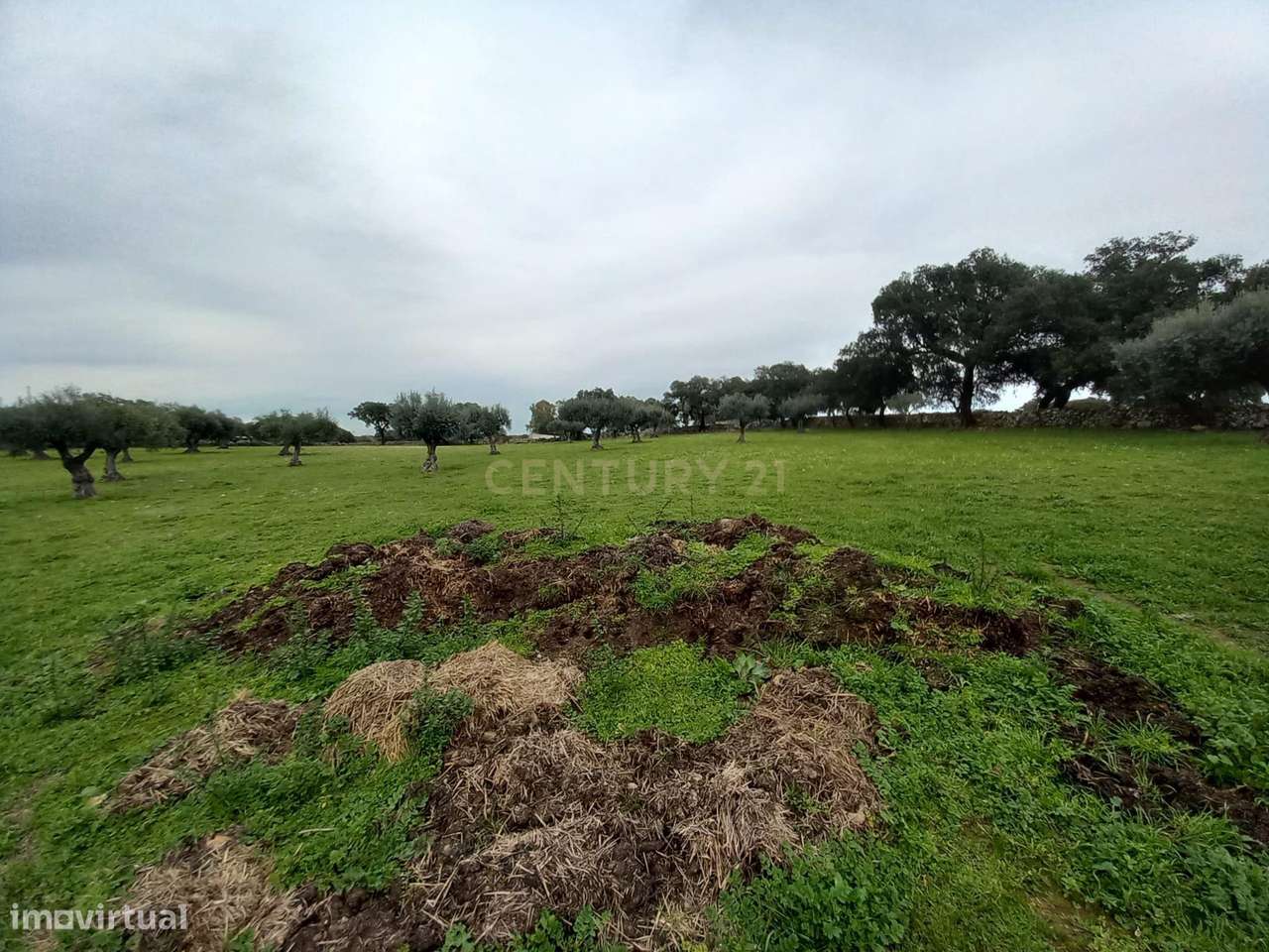 Herdade com 17,2ha na localidade de  Zebreira - Grande imagem: 2/34