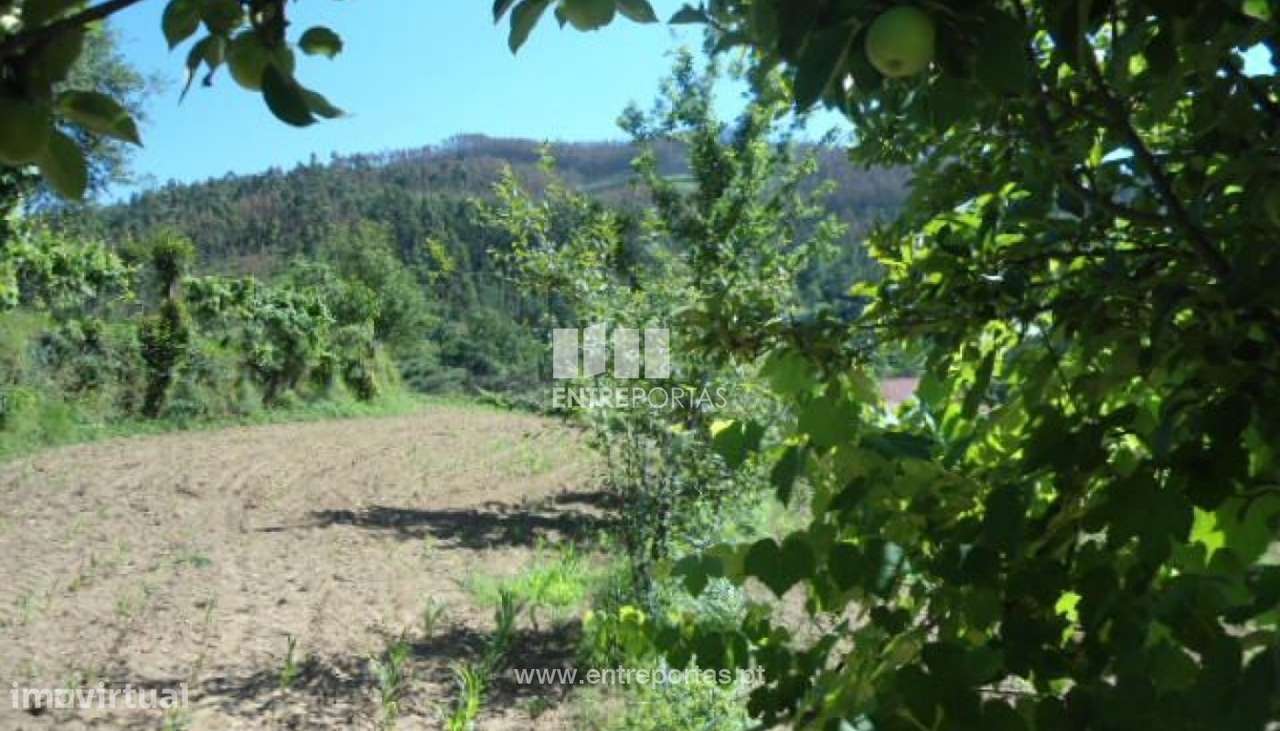 Venda Terreno, Nespereira, Cinfães - Grande imagem: 3/30