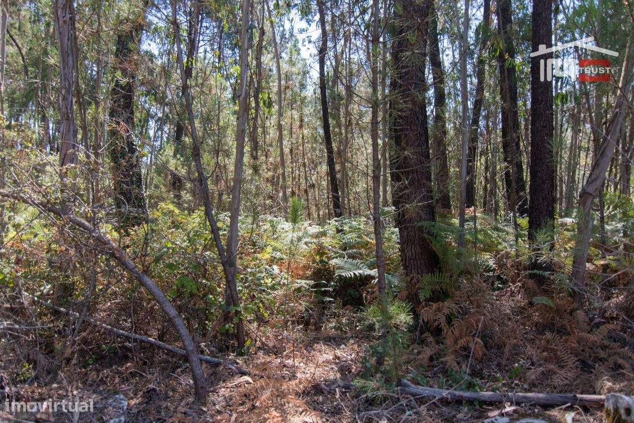 TERRENO RÚSTICO COM PINHEIROS E EUCALIPTOS EM DEMÓ S. MAMEDE - Grande imagem: 5/6