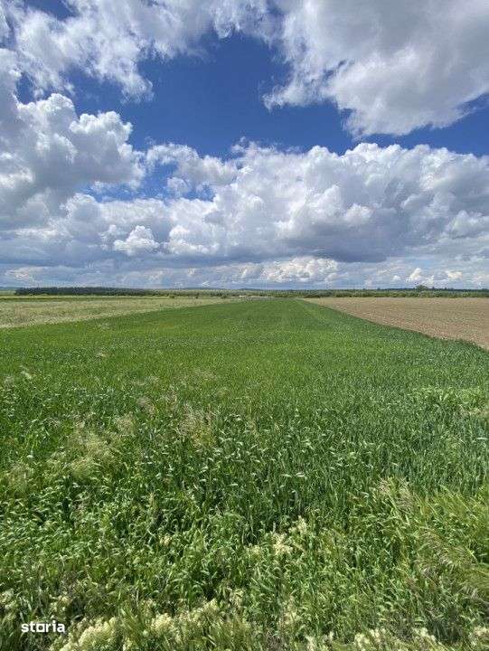 Teren extravilan, zona Itesti, 8800 mp - Imagine principală: 1/4