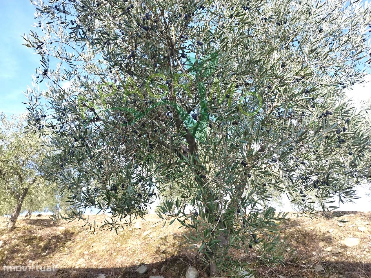 Olivais em Valongo dos Azeites, S.J. da Pesqueira-9