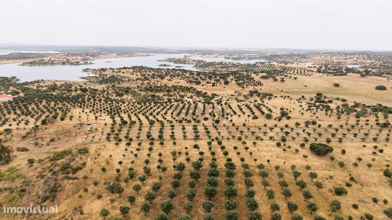 Terreno Agrícola com Olival com 14000m2 Barragem de Alqueva– Ferreira - Grande imagem: 4/17