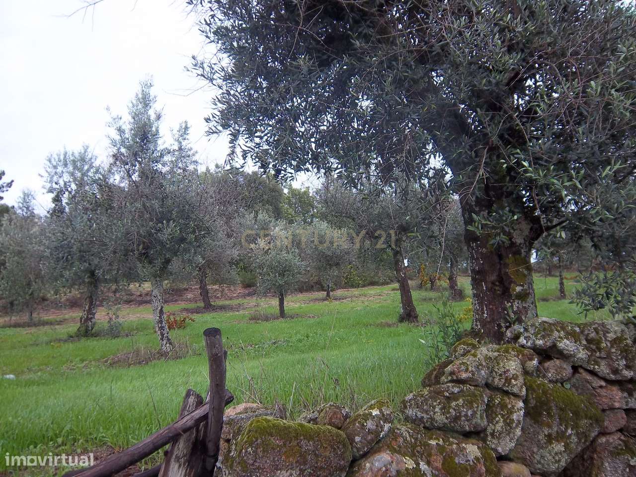 Terreno rústico na aldeia da Lousa, Castelo Branco - Grande imagem: 3/21