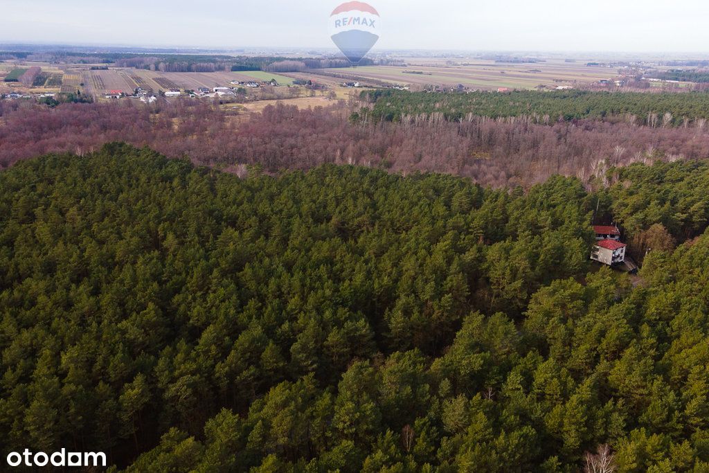 Działka budowlana w lesie - Ziewanice gmina Głowno