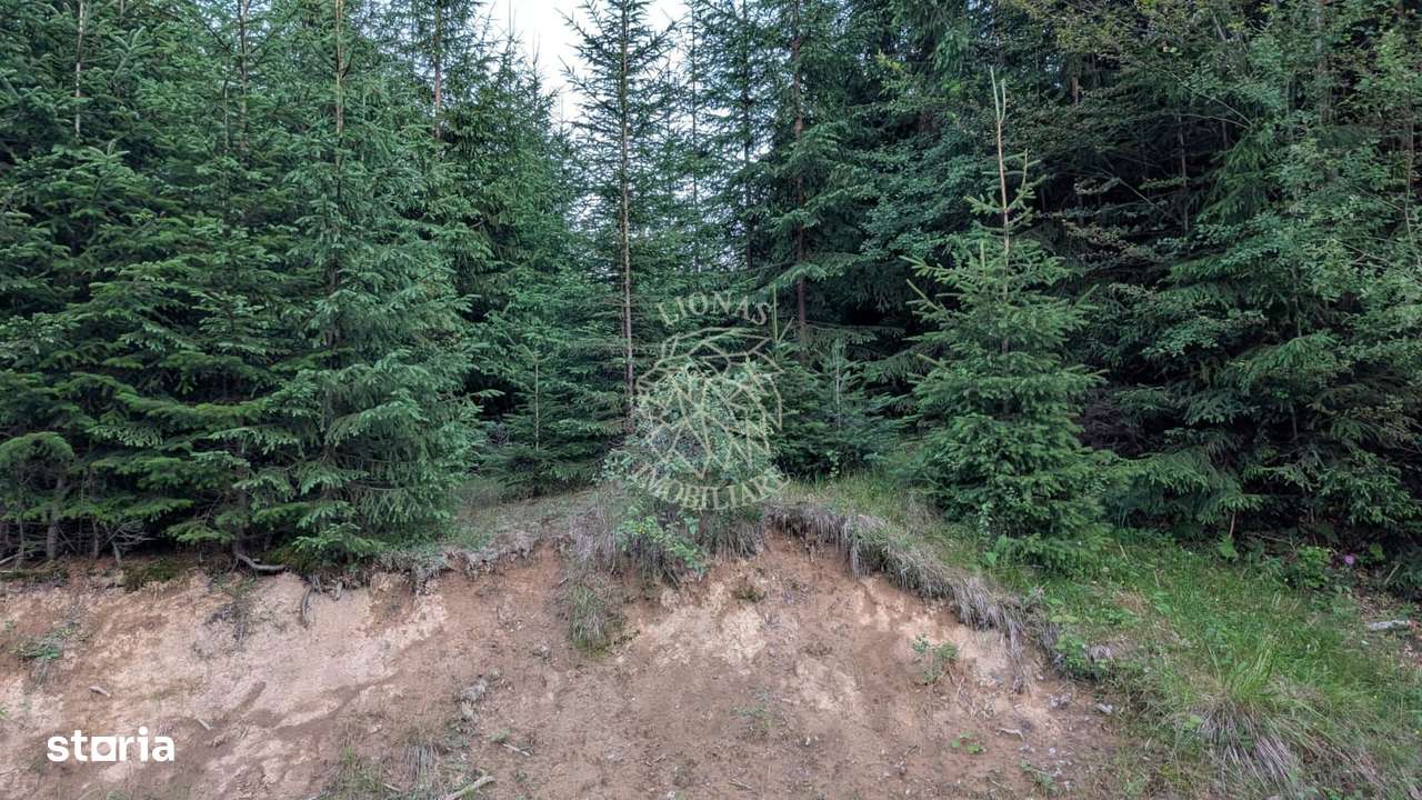 Teren 19,500 mp (1,95 Ha)-curent-ideal cabane-Colibita - Imagine principală: 2/3