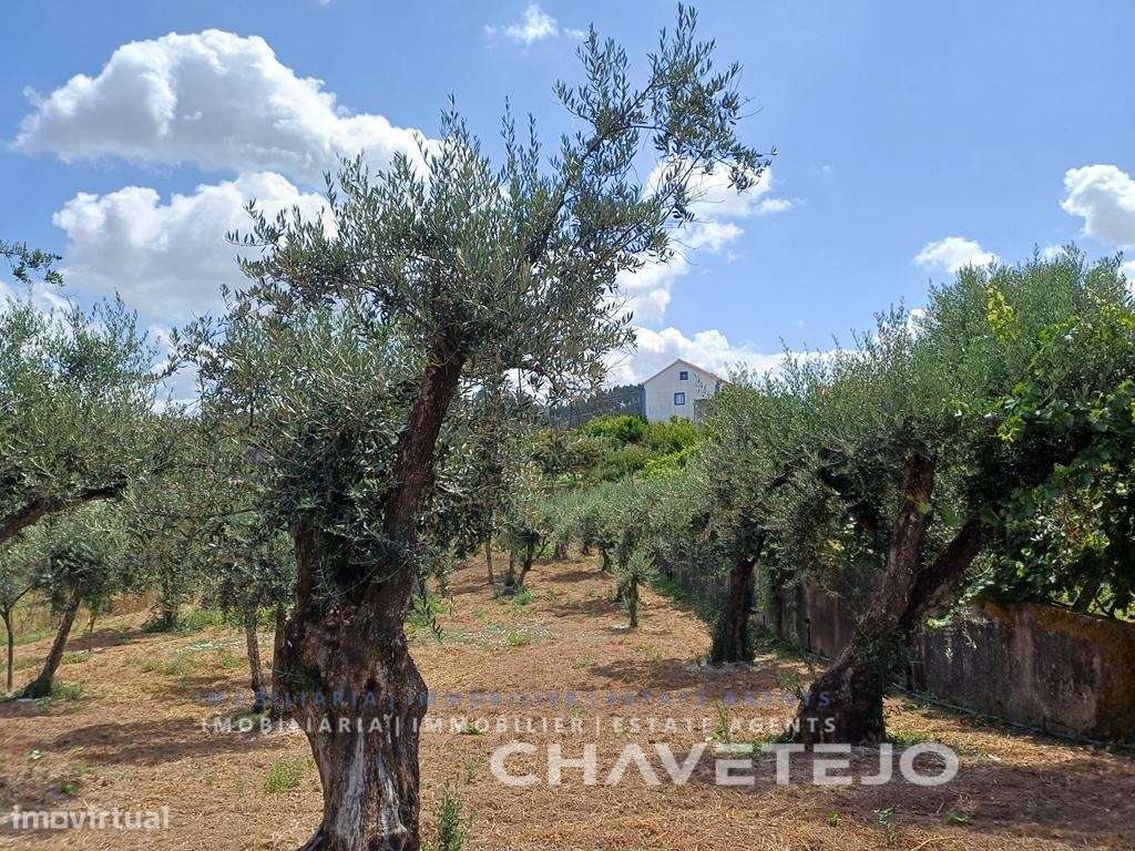 Moradia de Campo com Terreno, Furo de Água e Olival-45