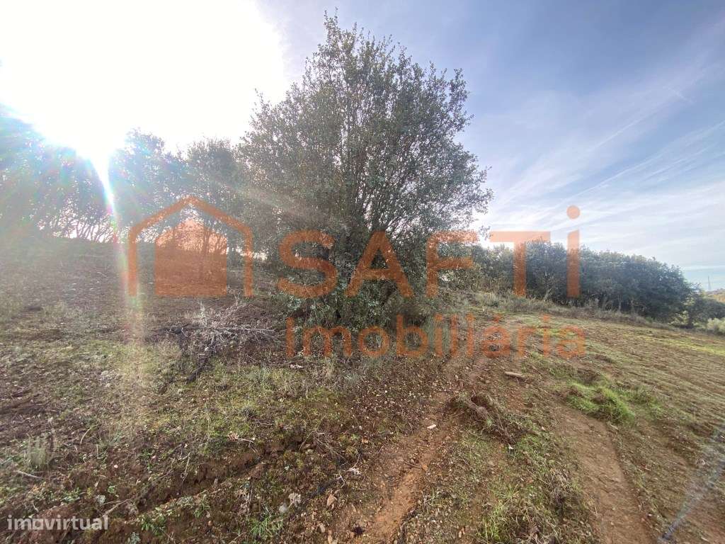 Olival de Excelência com 2,2 Hectares em Macedo de Cavaleiros - Pro...-27