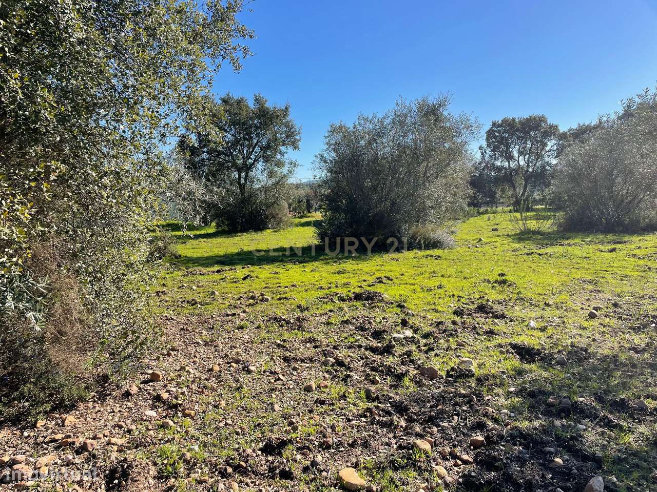 Terreno em Martinchel, Abrantes - Grande imagem: 4/13