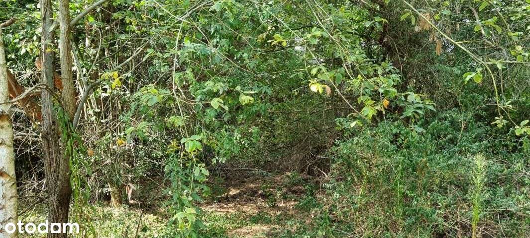 Piękna Zielona Działka Z Dobrym Dojazdem-5