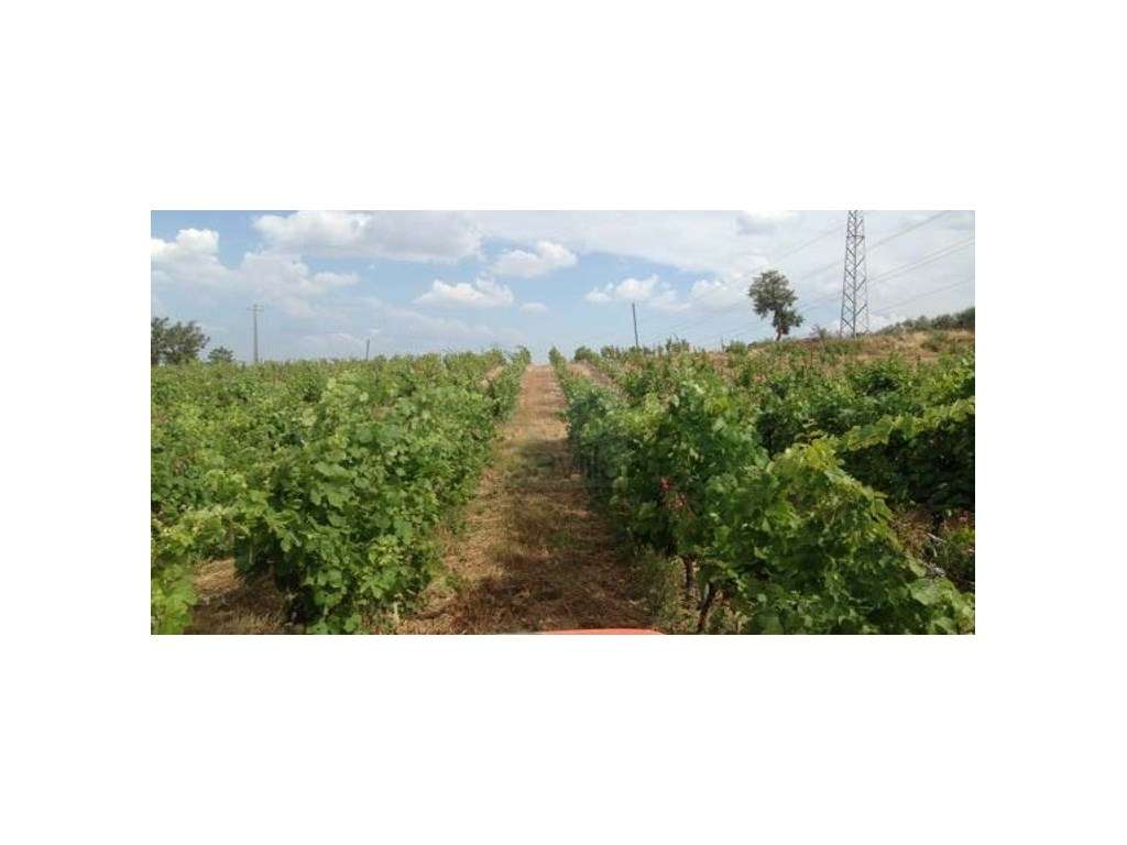 Quinta em Possacos trás-os-montes com produção de vinho e azeite - Grande imagem: 5/28