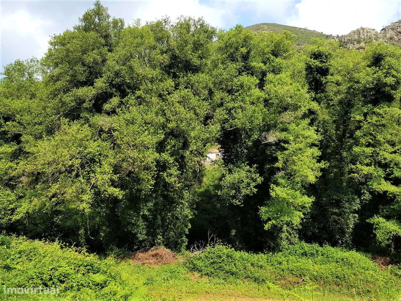 Terreno com ruinas em Marmelete-5