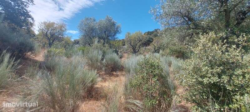 METADE do Terreno rústico em Covas, Pereiros, São João da Pesqueira - Grande imagem: 5/21