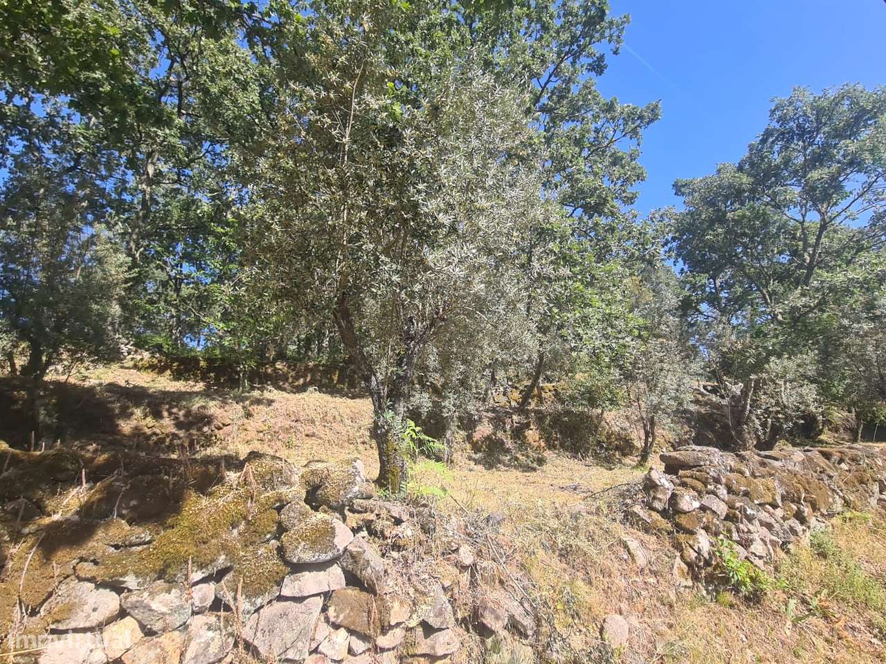 Marvão - Moradia ant. 1951 - Lote 2878 m2, Serra S. Mamede-19