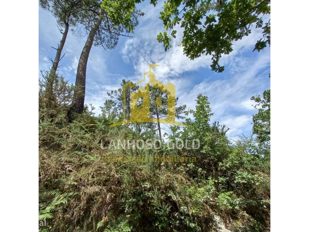 Bouça - Grande imagem: 4/8