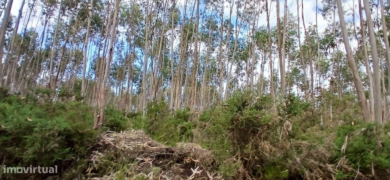 Terreno Rústico em Escariz, Vila Verde - Oportunidade Única - Grande imagem: 2/14