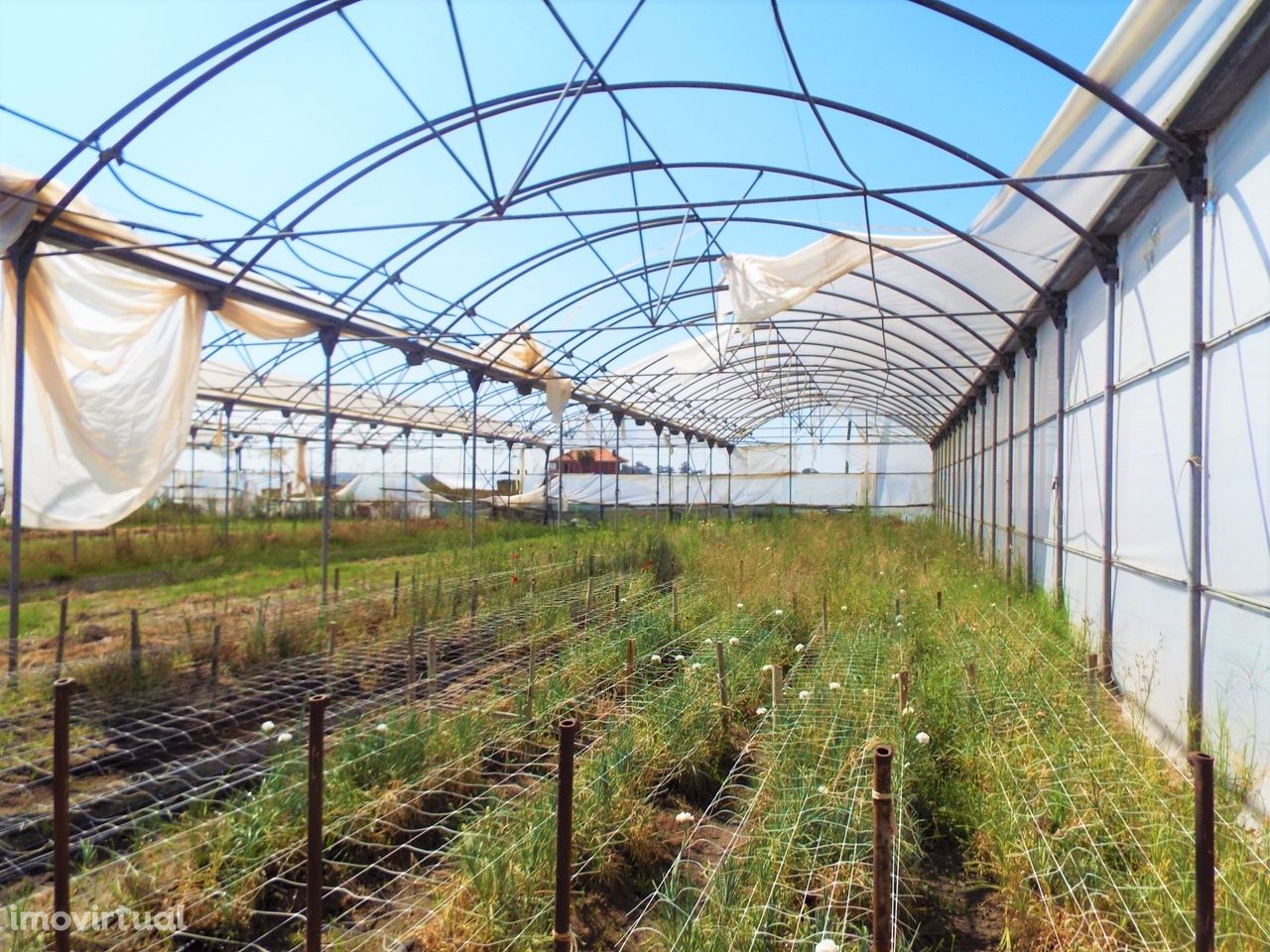 Terreno com 10.000m2 de estufas no Porto Alto