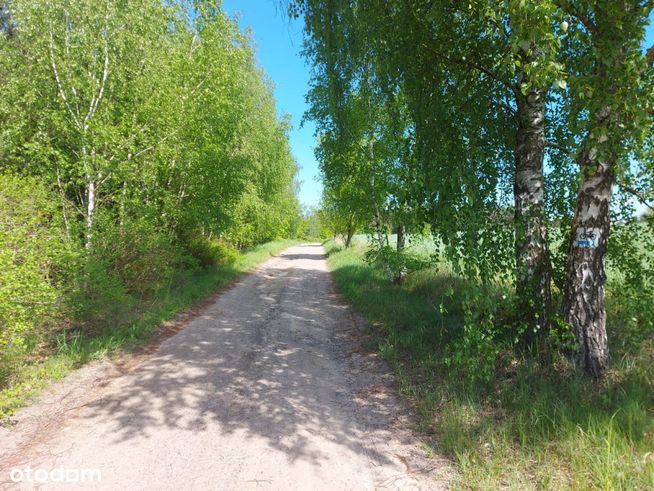 Działka z lasem przy linii brzegowej jeziora-9