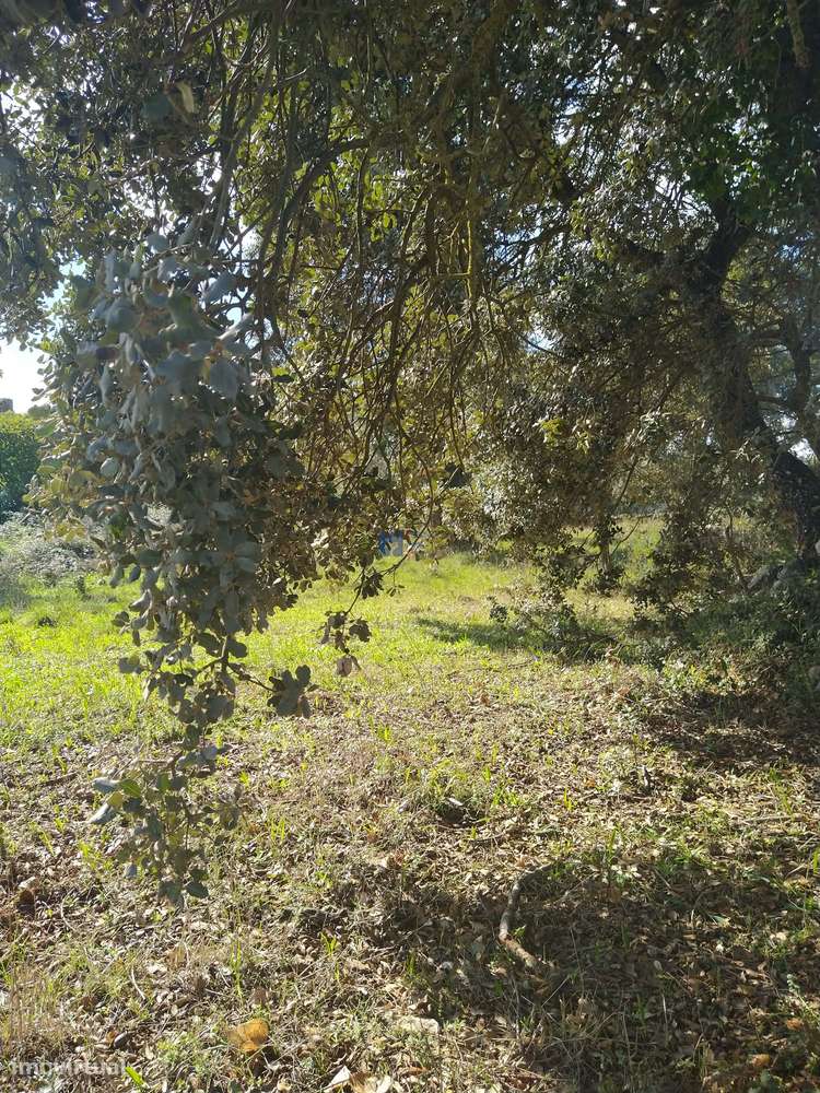 Terreno  em Fátima no lugar de Boleiros-5