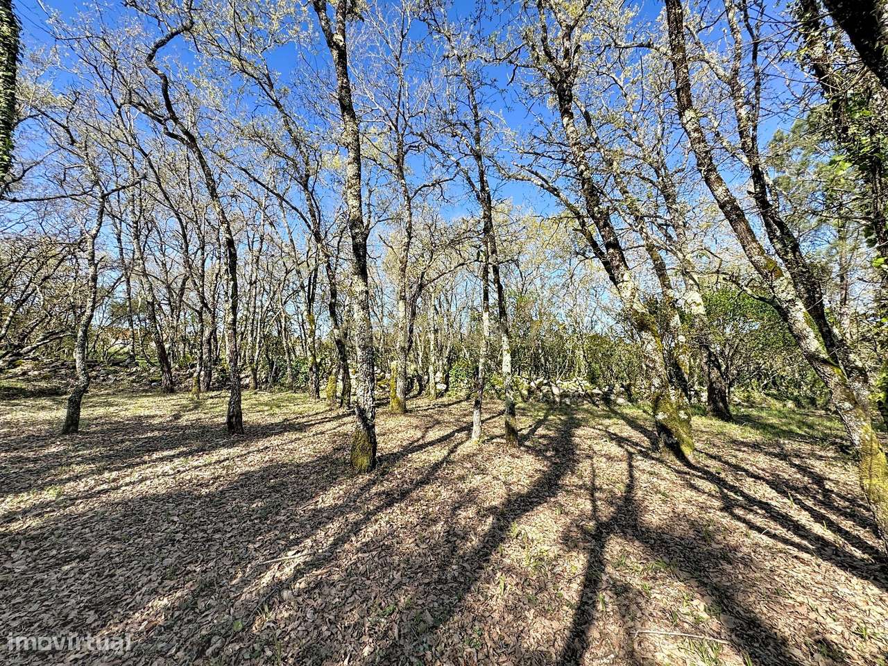 O lugar ideal para construir em plena natureza – Alcobaça - Grande imagem: 3/27