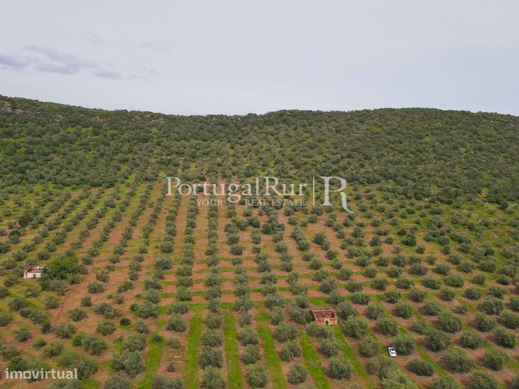 Herdade com 14 hectares e ruína em Moura - Grande imagem: 1/16