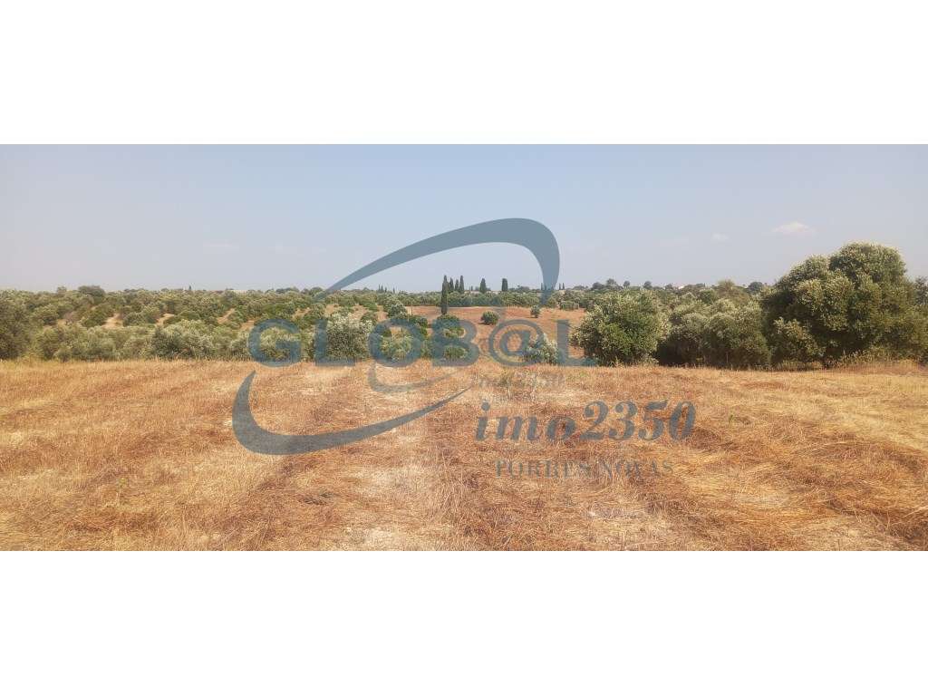 Terreno Venda Torres Novas - Grande imagem: 5/5