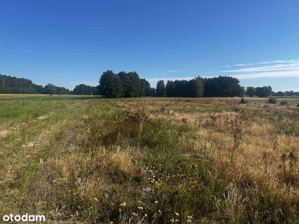 [Na sprzedaż działka 8 arów (Trzęśniew)] - Pełny obrazek: 5/8