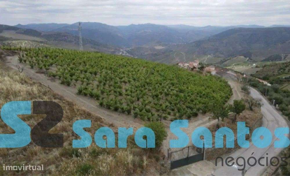 Quinta Alto Douro com Vinhas- São João Pesqueira - Grande imagem: 4/10