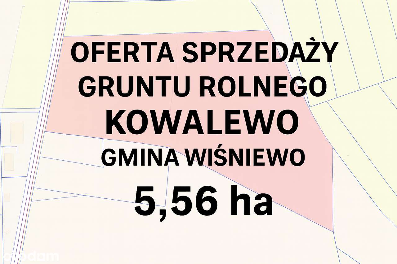 DZIAŁKA ROLNA KOWALEWO GM. WIŚNIEWO, PRZY DRODZE 5,56 HA  CENA 10 ZŁM2 - Pełny obrazek: 1/1