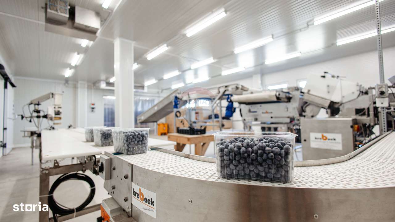 DE VANZARE una dintre cele mai moderne plantatii de afin din Romania - Imagine principală: 5/20