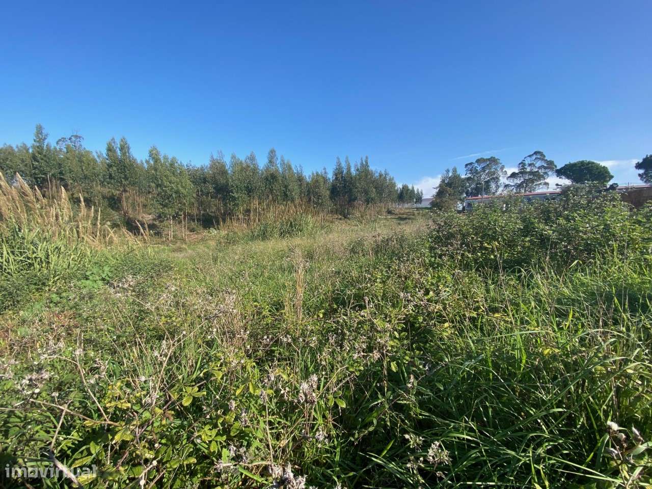 Terreno com 3.100 m2 - Vidais, Caldas da Rainha - Grande imagem: 5/6