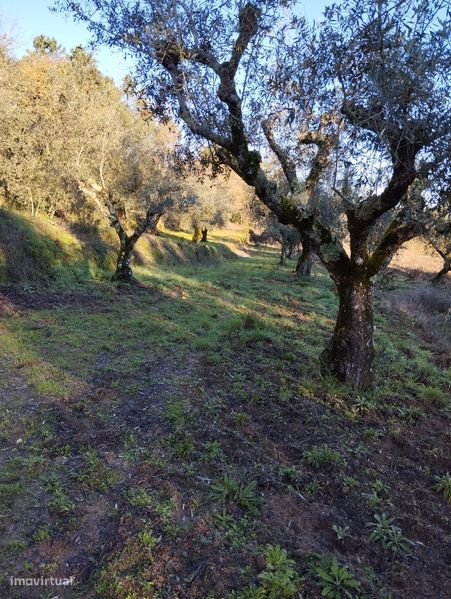 Olival, terreno agrícola