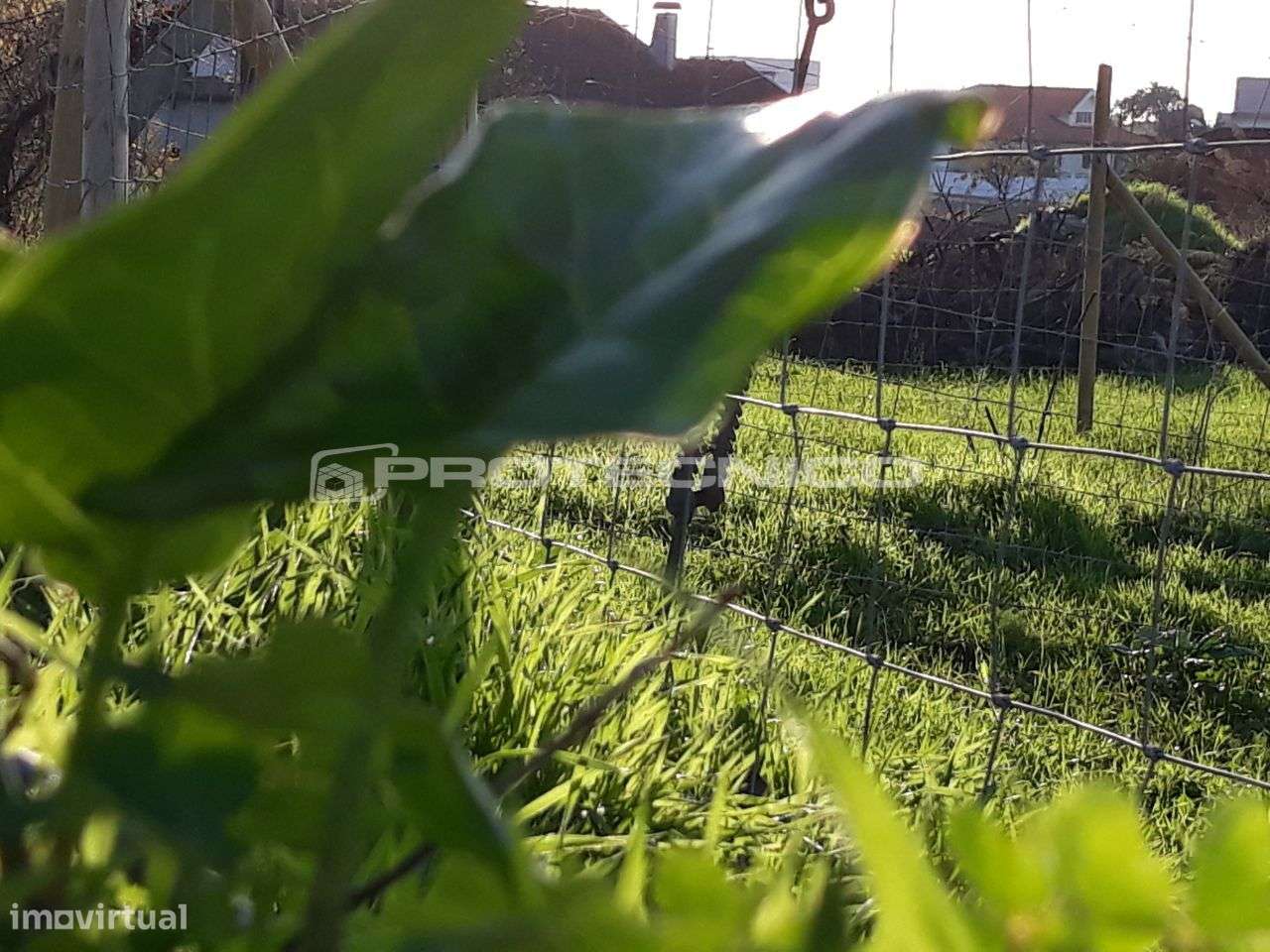 Terreno com 20m de frente - Sarrazola - Grande imagem: 3/7