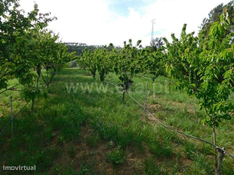 Terreno / Fundão, Alcaide - Grande imagem: 5/20