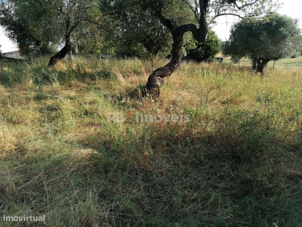 Terreno com malha urbana e arrumos - Oportunidade Única entre Tomar... - Grande imagem: 4/19