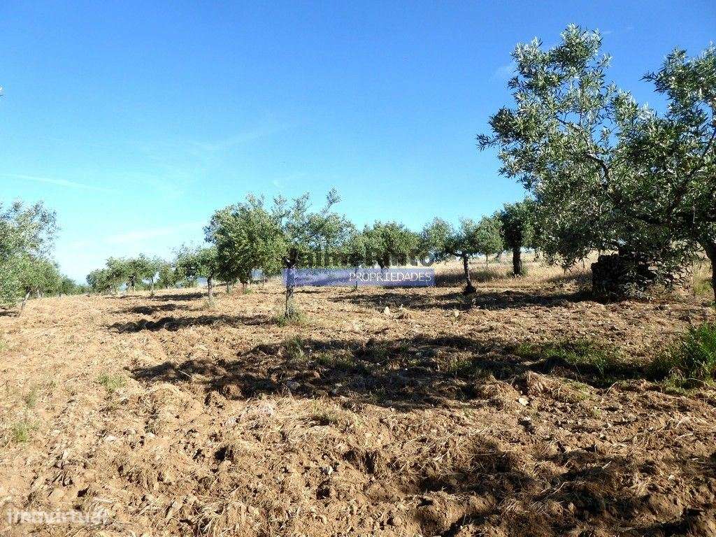 Olival de 6,9ha + Olival de 3ha, Escalhão. Portugal, F. C. Rodrigo,...-4