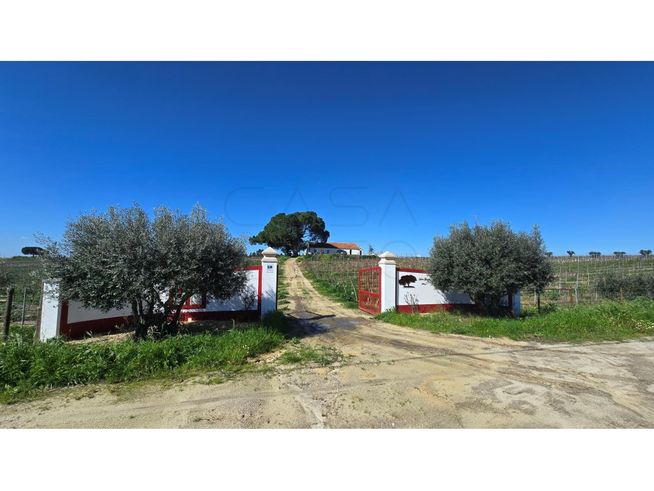 Herdade de 28.000m2 com vinha moscatel e habitações-20