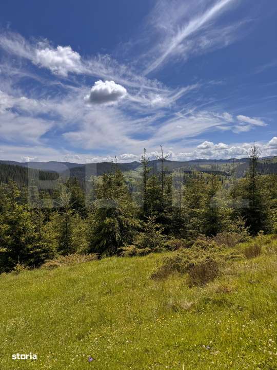 Teren intravilan,9700 mp,Belis - Imagine principală: 2/6