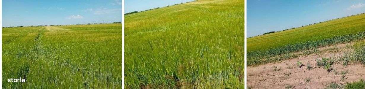 Teren extravilan PEris, ID: R3454876-0