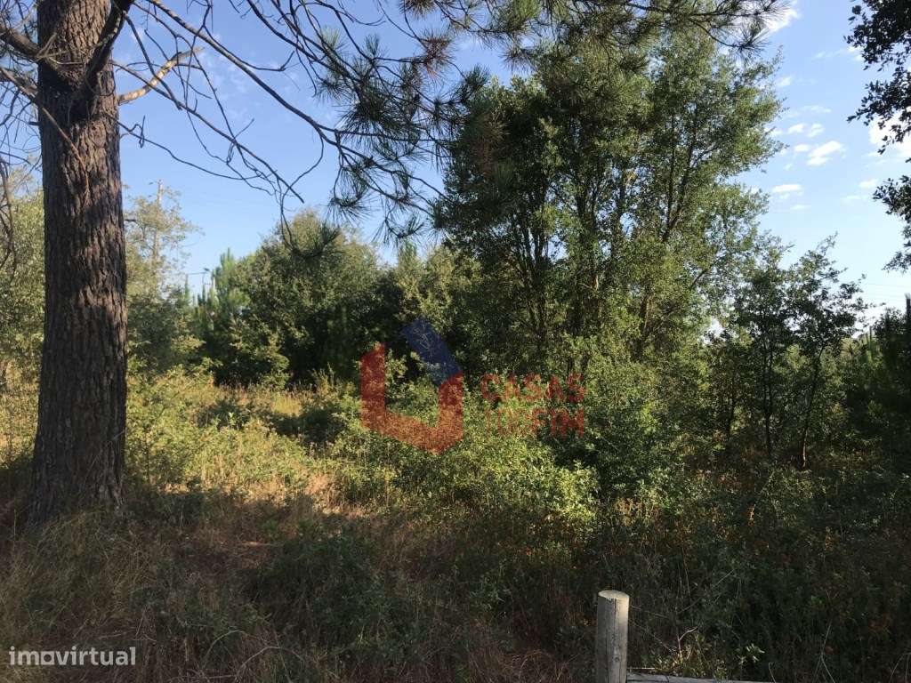 Terreno com 1800m2 para construção de moradia, em S. Jorge, Calvari... - Grande imagem: 5/6