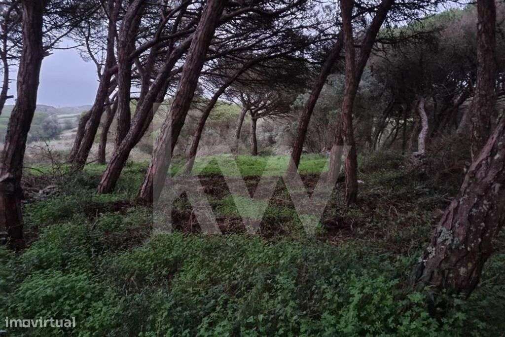 Terreno Rústico (1480m2) para venda em São João das Lampas - Grande imagem: 5/7