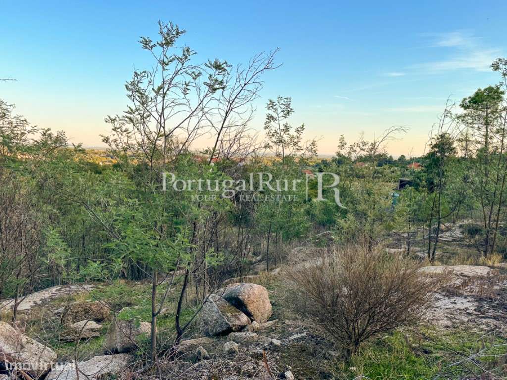 Terreno rústico com 1 hectare em Louriçal do Campo - Grande imagem: 5/12