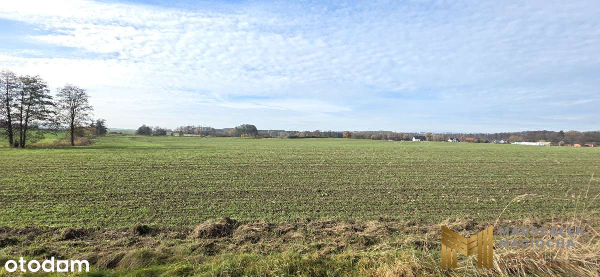 Działka budowlana Kliszów 3000 m2 - Pełny obrazek: 5/5