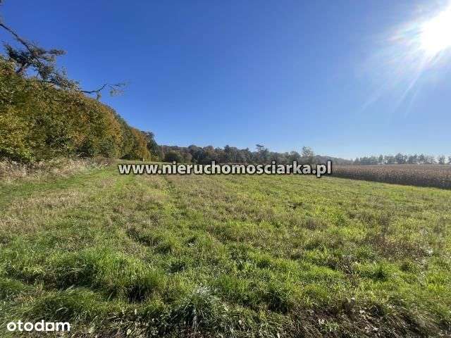 Działka rolno-leśna 1,53 hektara - Pełny obrazek: 5/12