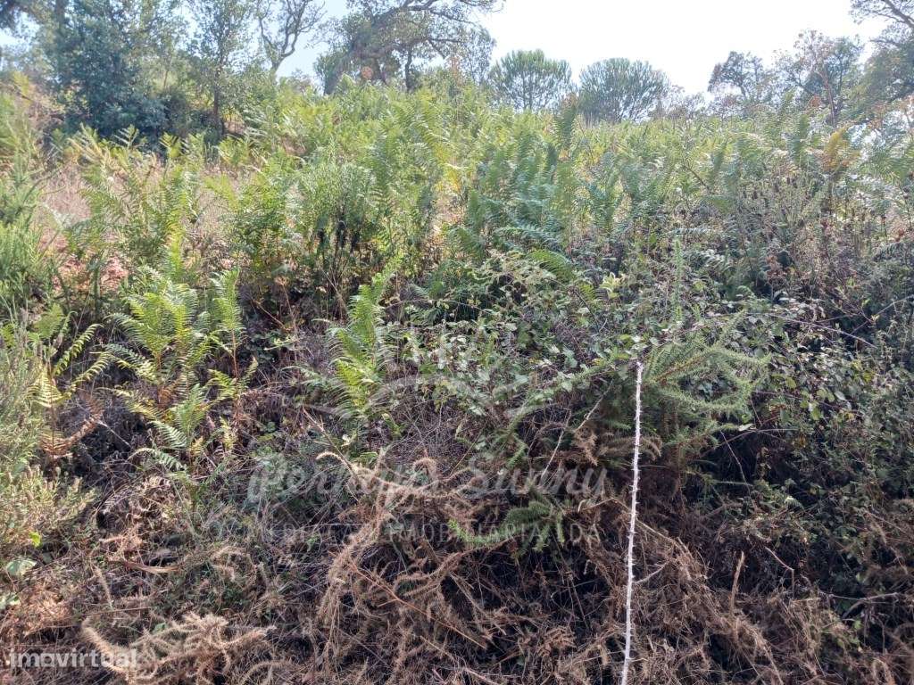 Herdade Raco de Baixo - Cercal e São Luís - Grande imagem: 5/33