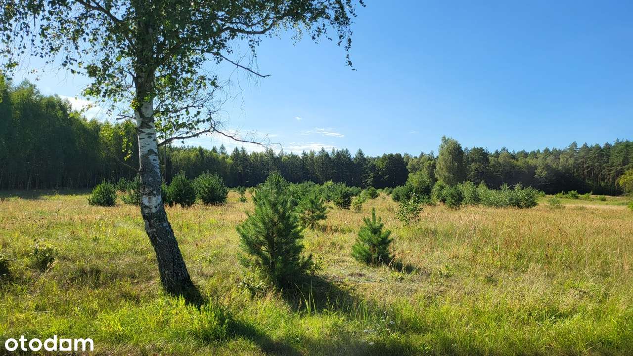 Działka Stawno 8800 m2 z warunkami zabudowy!-5