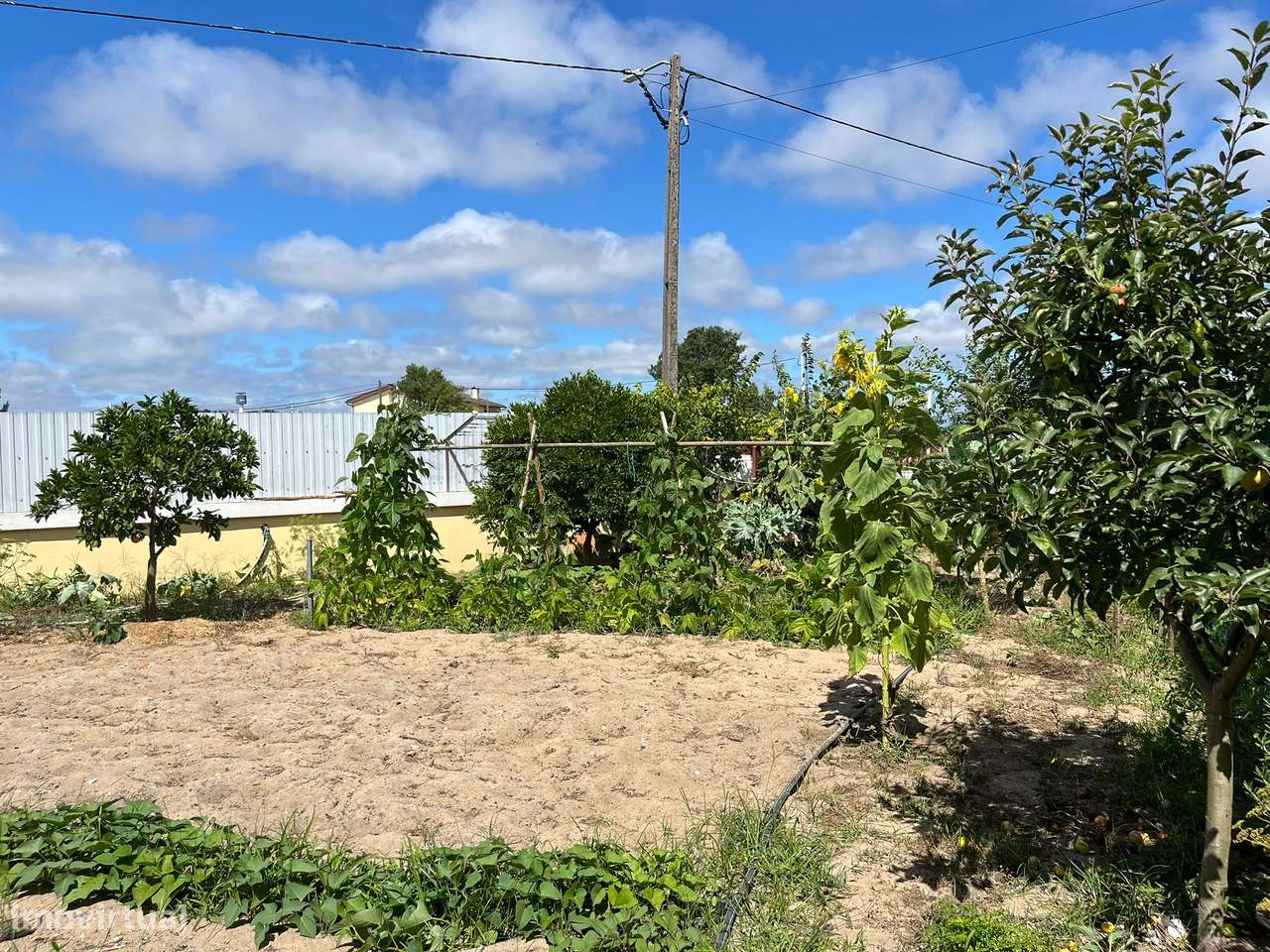 Moradia T3 Isolada e Térrea com Piscina em Vagos - Grande imagem: 4/55