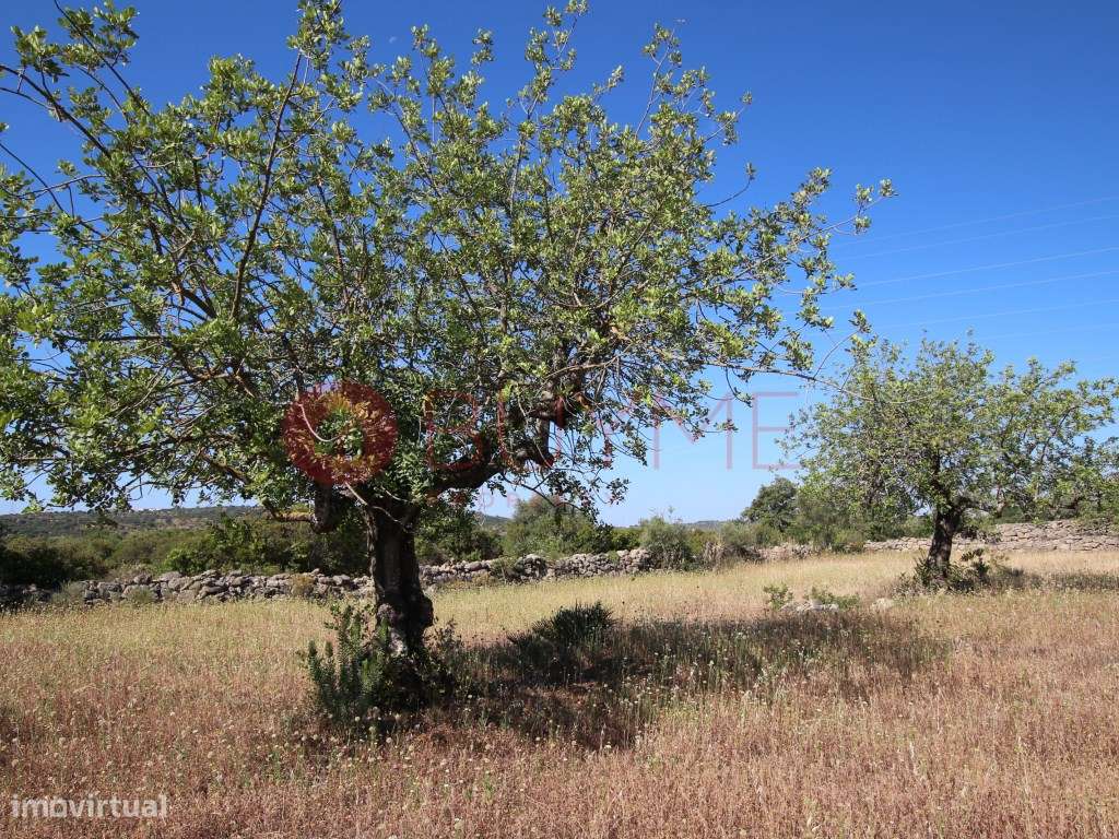 Terreno rústico com árvores mediterrânicas em São Brás de Alportel - Grande imagem: 2/7