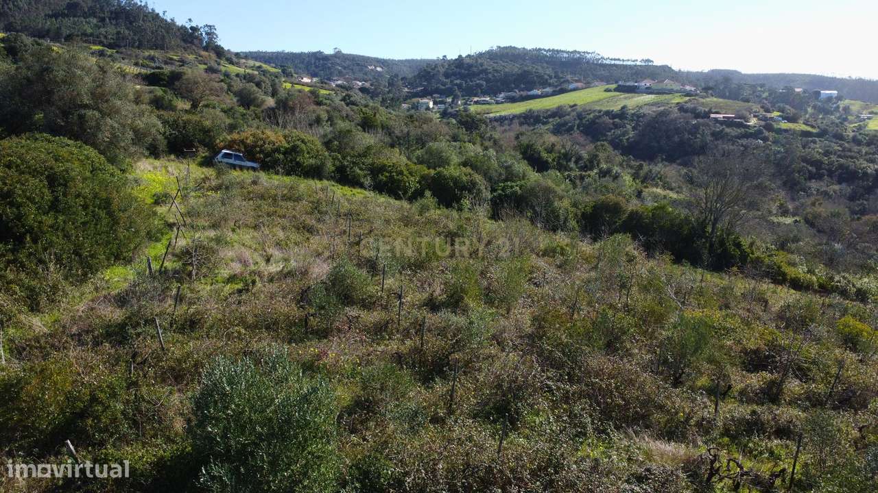 Terreno Agrícola com Vinha 4562 m² – Chanca, Sobral da Abelheira-8