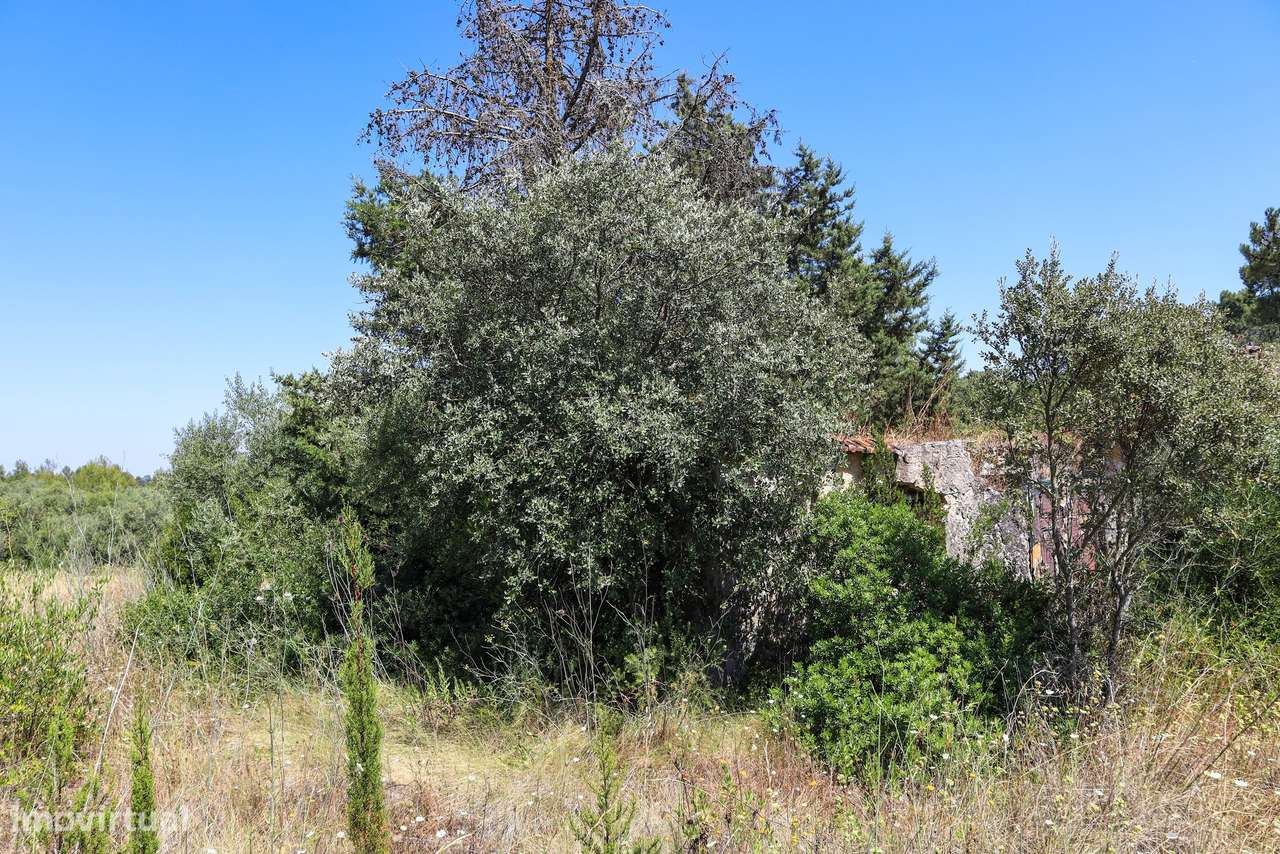 Terreno  Venda em Casével e Vaqueiros,Santarém - Grande imagem: 4/10